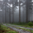 Nebel in Wald a v zdumivch Sudetech.